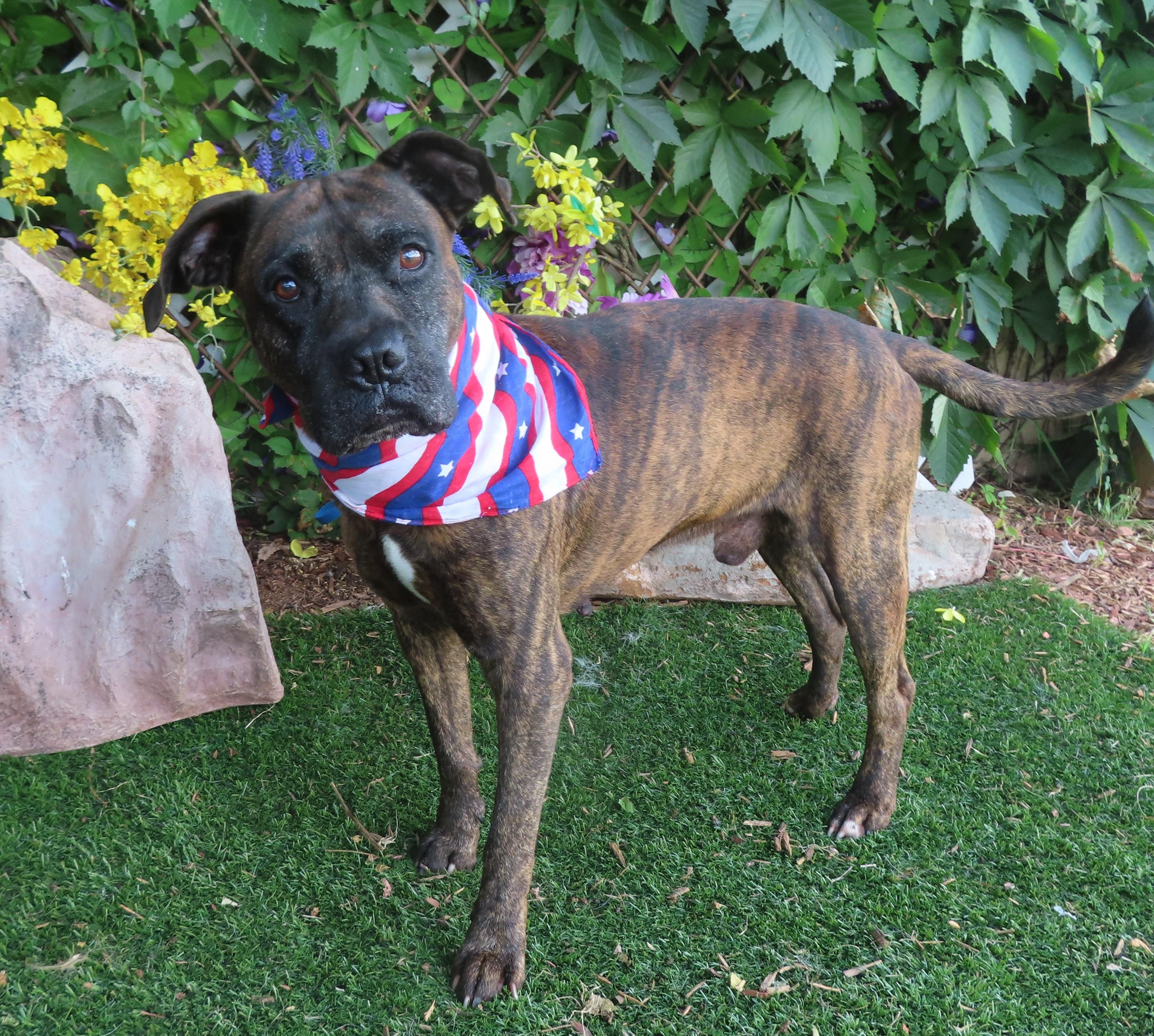 KENNY 457097 TheMr.RogersOfTheShelter!, Adult Male Boxer