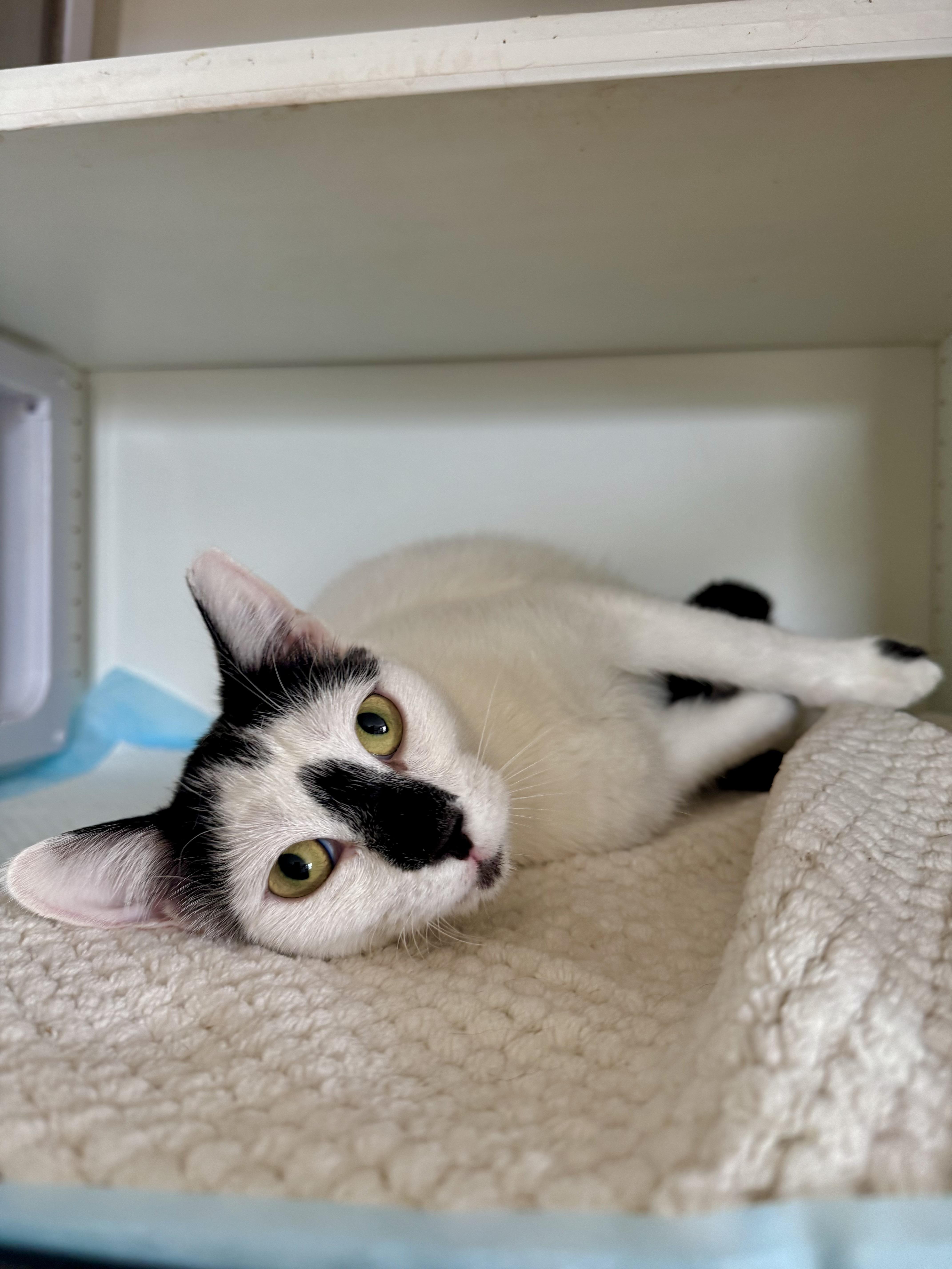 Ruby, ADOPTABLE, Adult Female Domestic Short Hair.