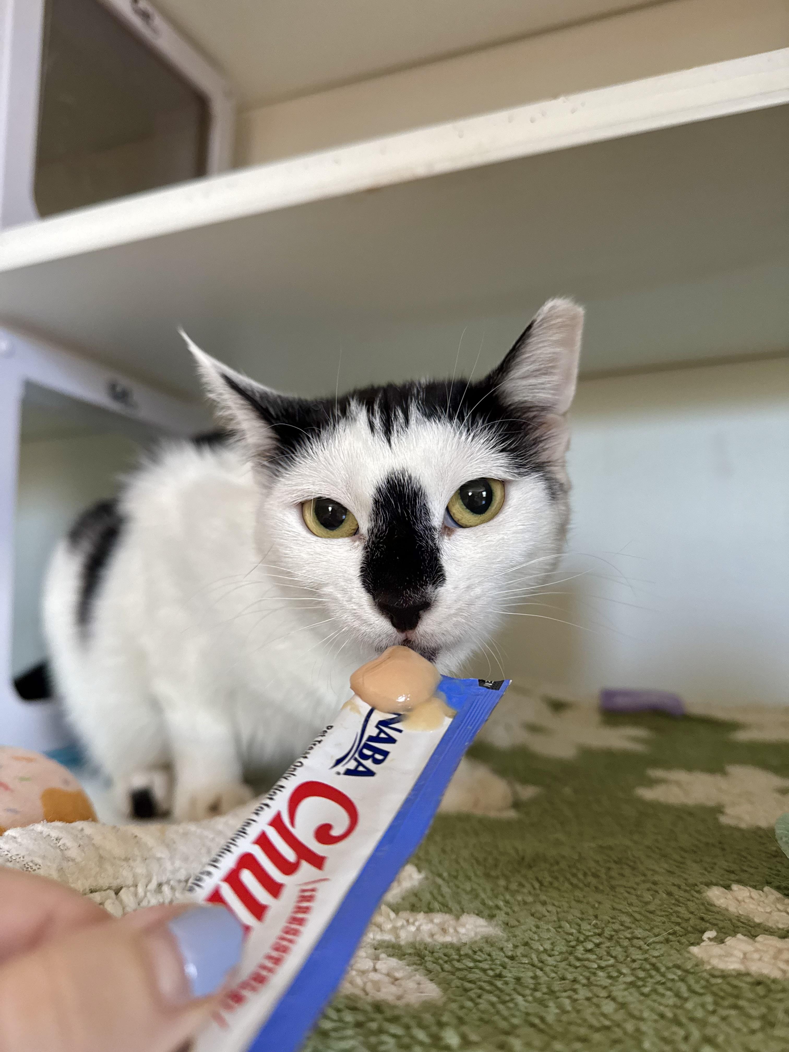 Ruby, a ADOPTABLE Domestic Short Hair in Ramsey, NJ image 3/6