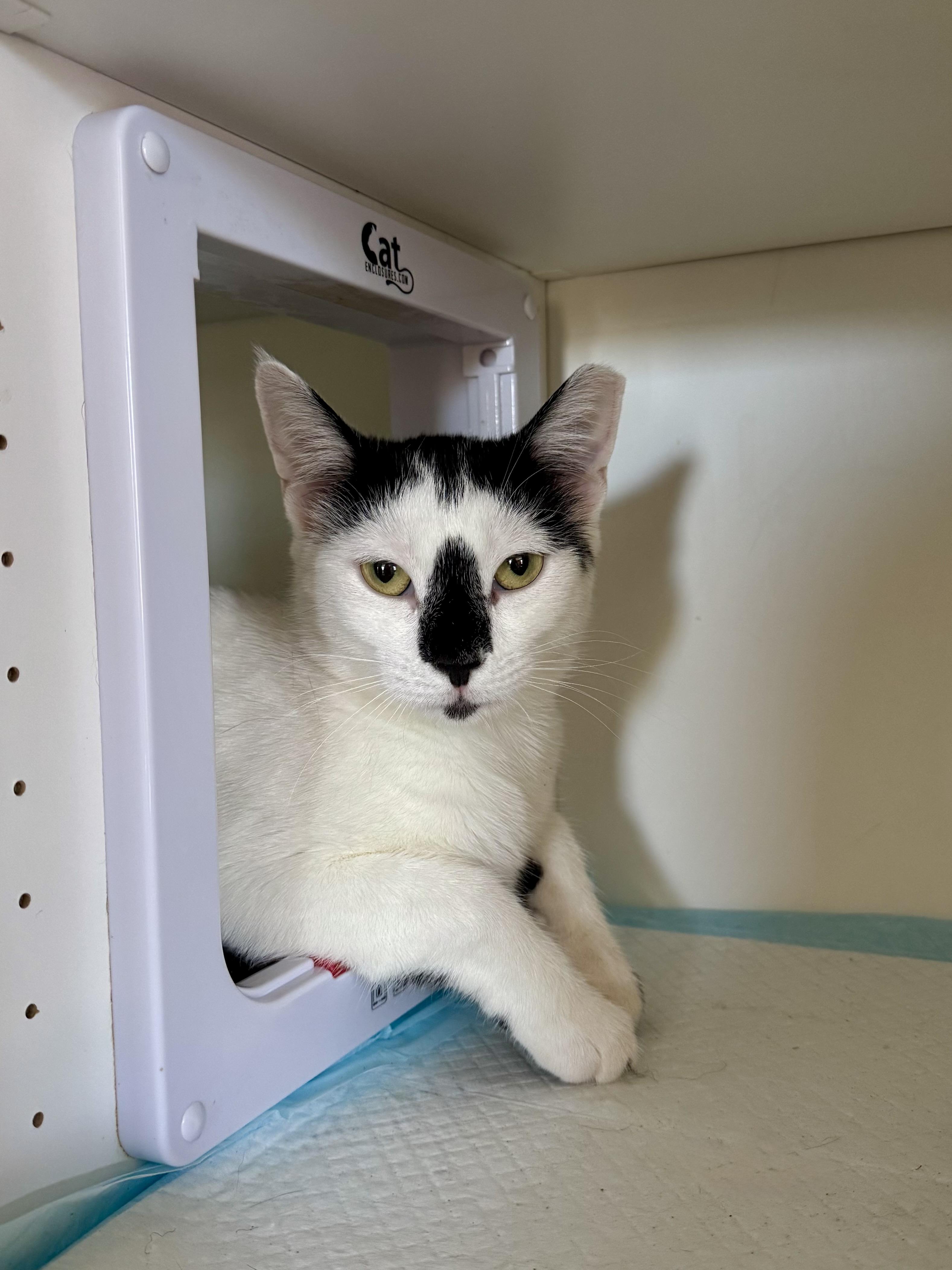 Ruby, a ADOPTABLE Domestic Short Hair in Ramsey, NJ image 5/6