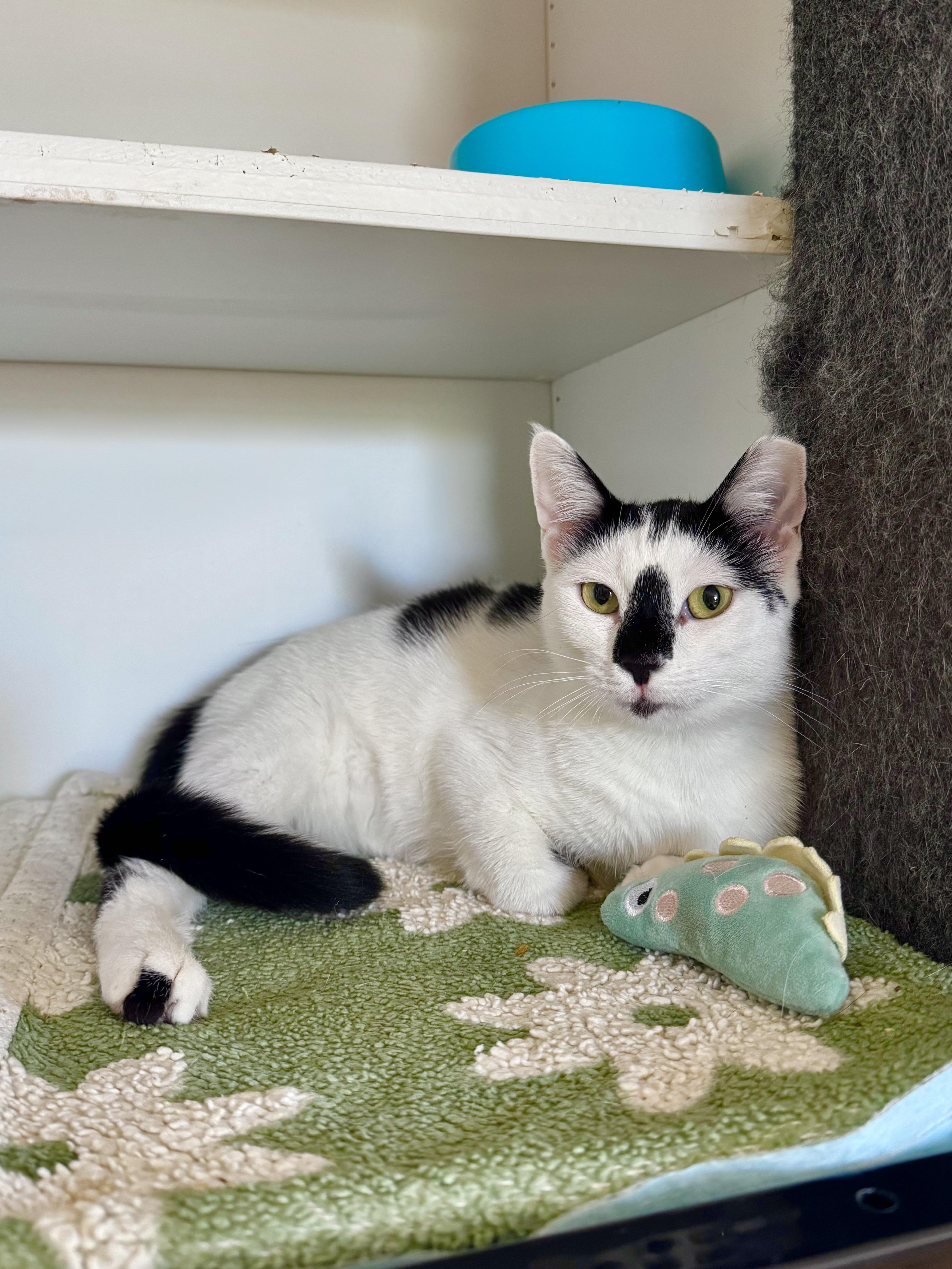 Ruby, a ADOPTABLE Domestic Short Hair in Ramsey, NJ image 2/6
