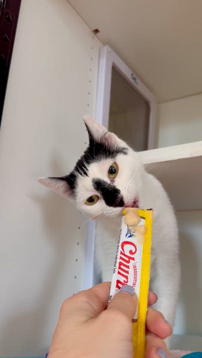 Enlarge Ruby, a ADOPTABLE Domestic Short Hair in Ramsey, NJ video 4/6