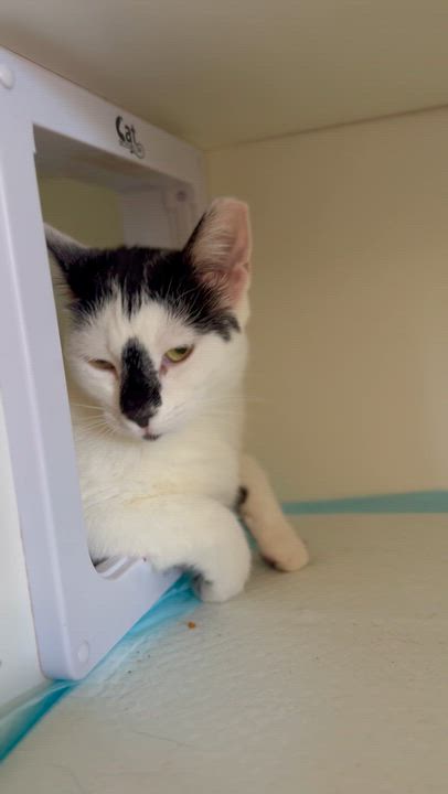Enlarge Ruby, a ADOPTABLE Domestic Short Hair in Ramsey, NJ video 6/6