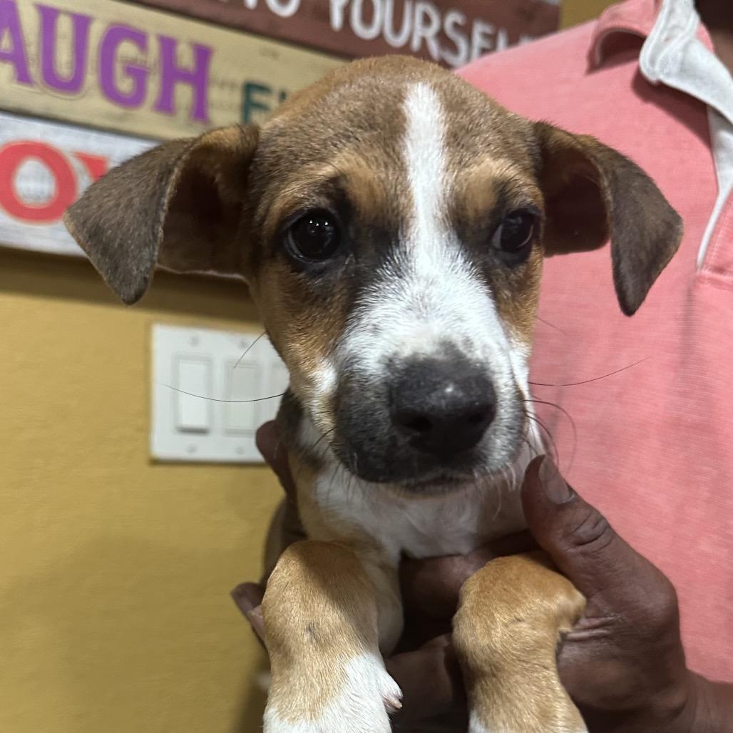 Carie - Local November 6-8, Adoptable, Puppy Female Rat Terrier.