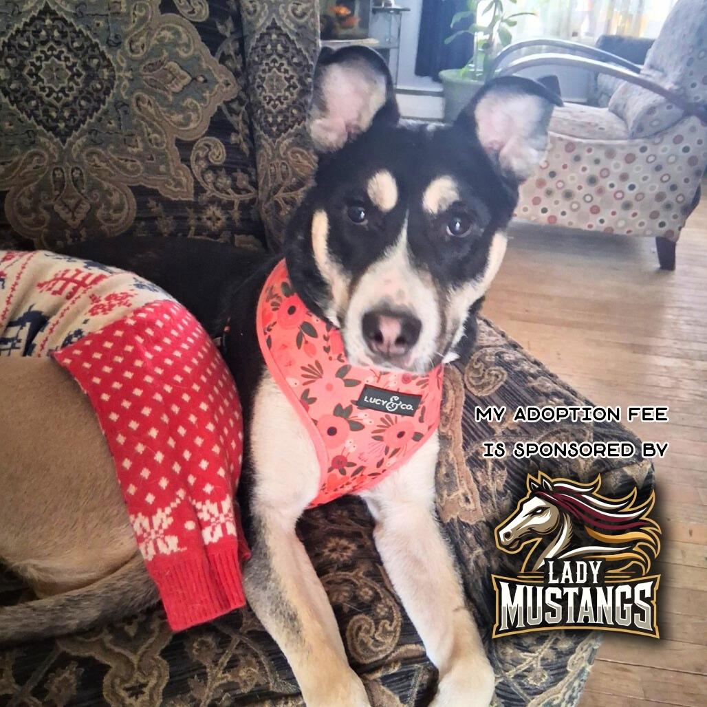 Mia - IN FOSTER, Adoptable, Adult Female Siberian Husky & Pit Bull Terrier.