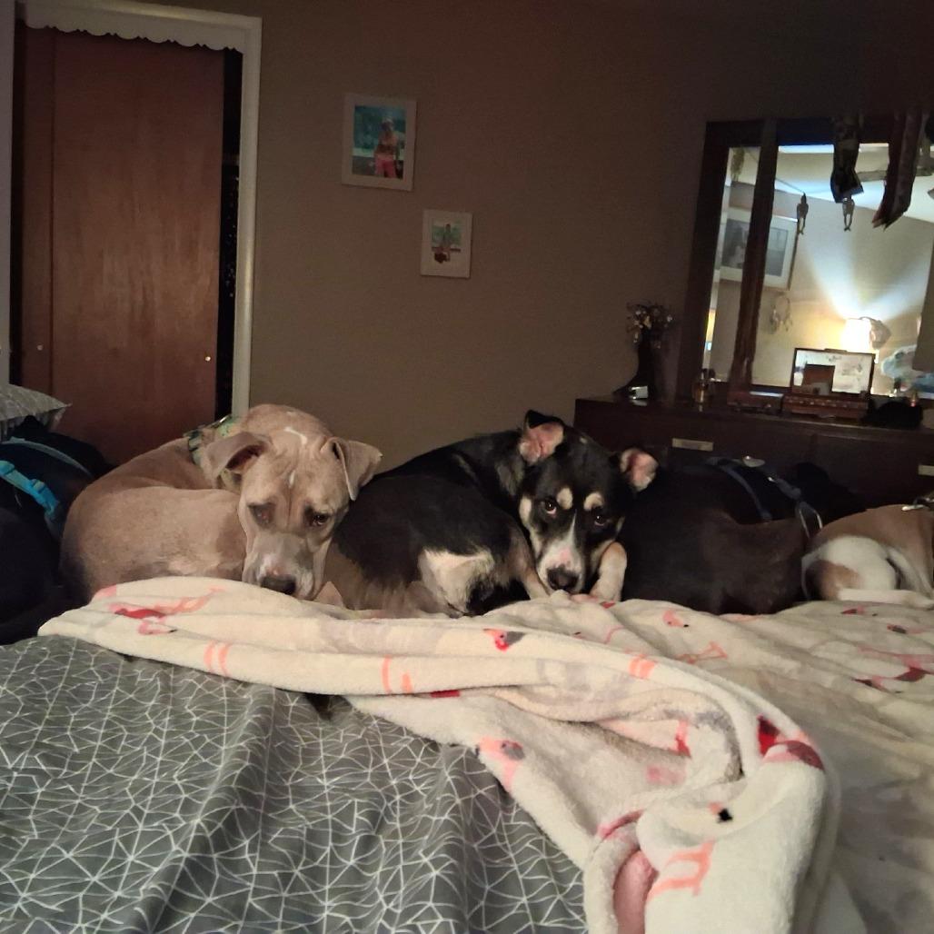 Mia - IN FOSTER, Adoptable, Adult Female Siberian Husky & Pit Bull Terrier.