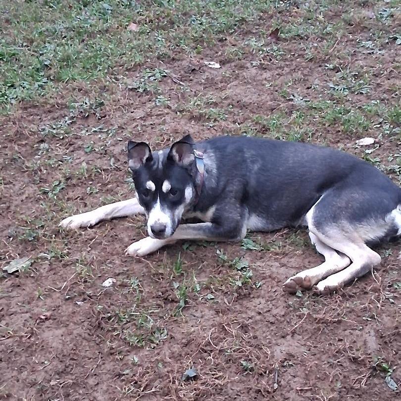 Mia-IN FOSTER, Adoptable, Young Female Siberian Husky & Pit Bull Terrier.