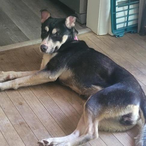 Mia - IN FOSTER, Adoptable, Young Female Siberian Husky & Pit Bull Terrier.