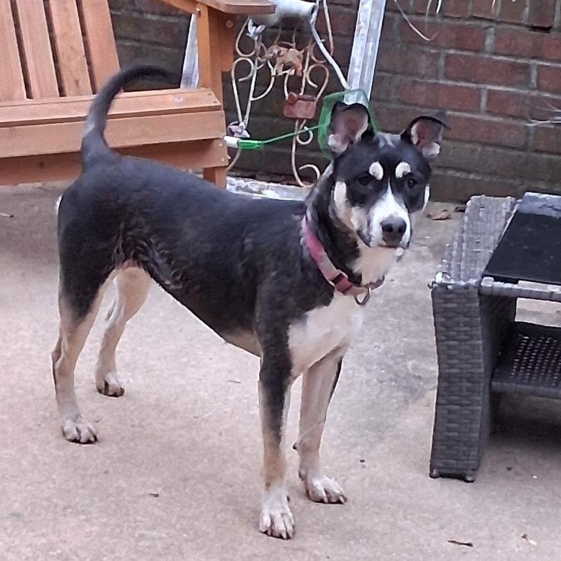 Enlarge Mia-IN FOSTER, a Adoptable mixed breed in Birdsboro, PA image 4/6