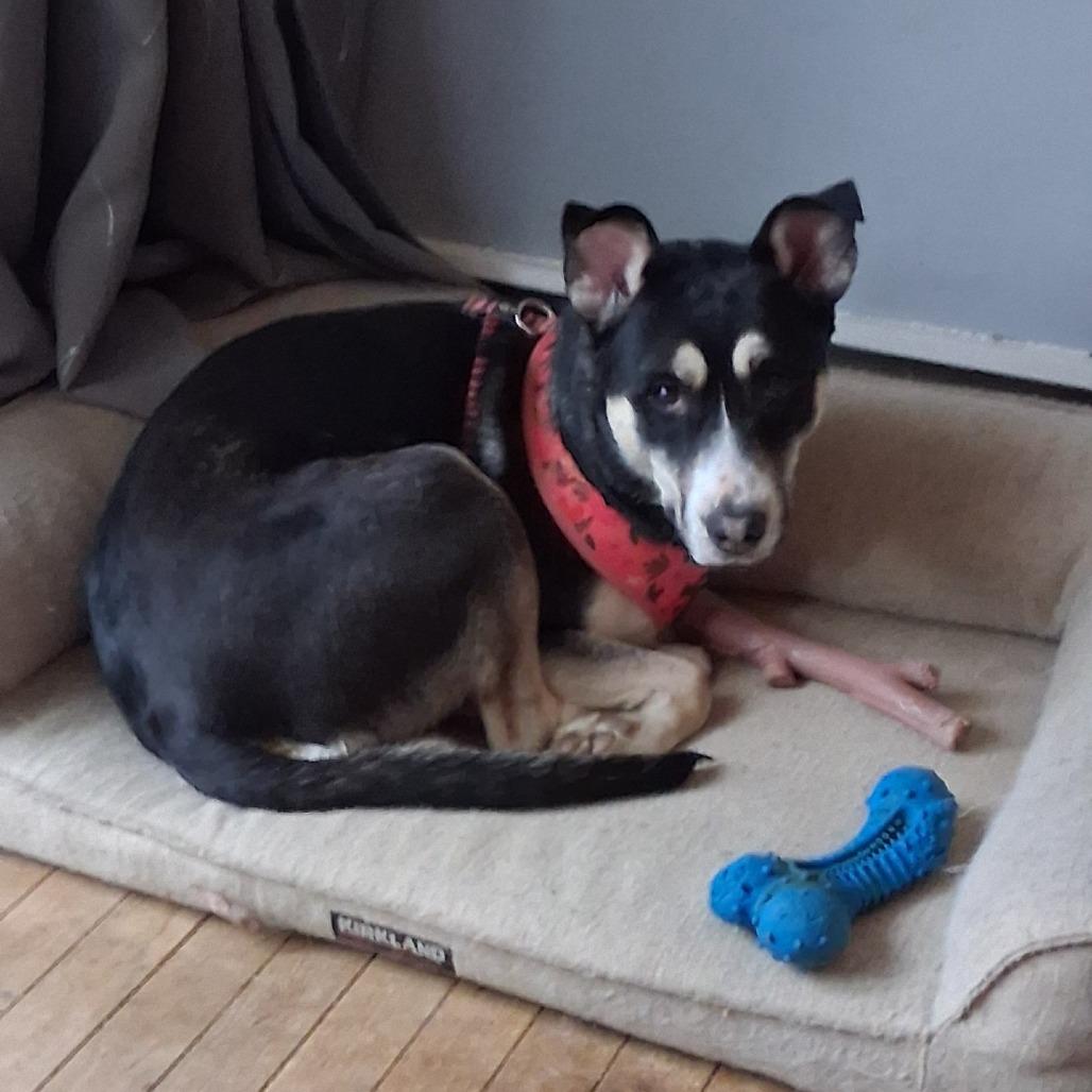 Enlarge Mia - IN FOSTER, a Adoptable mixed breed in Birdsboro, PA image 2/6