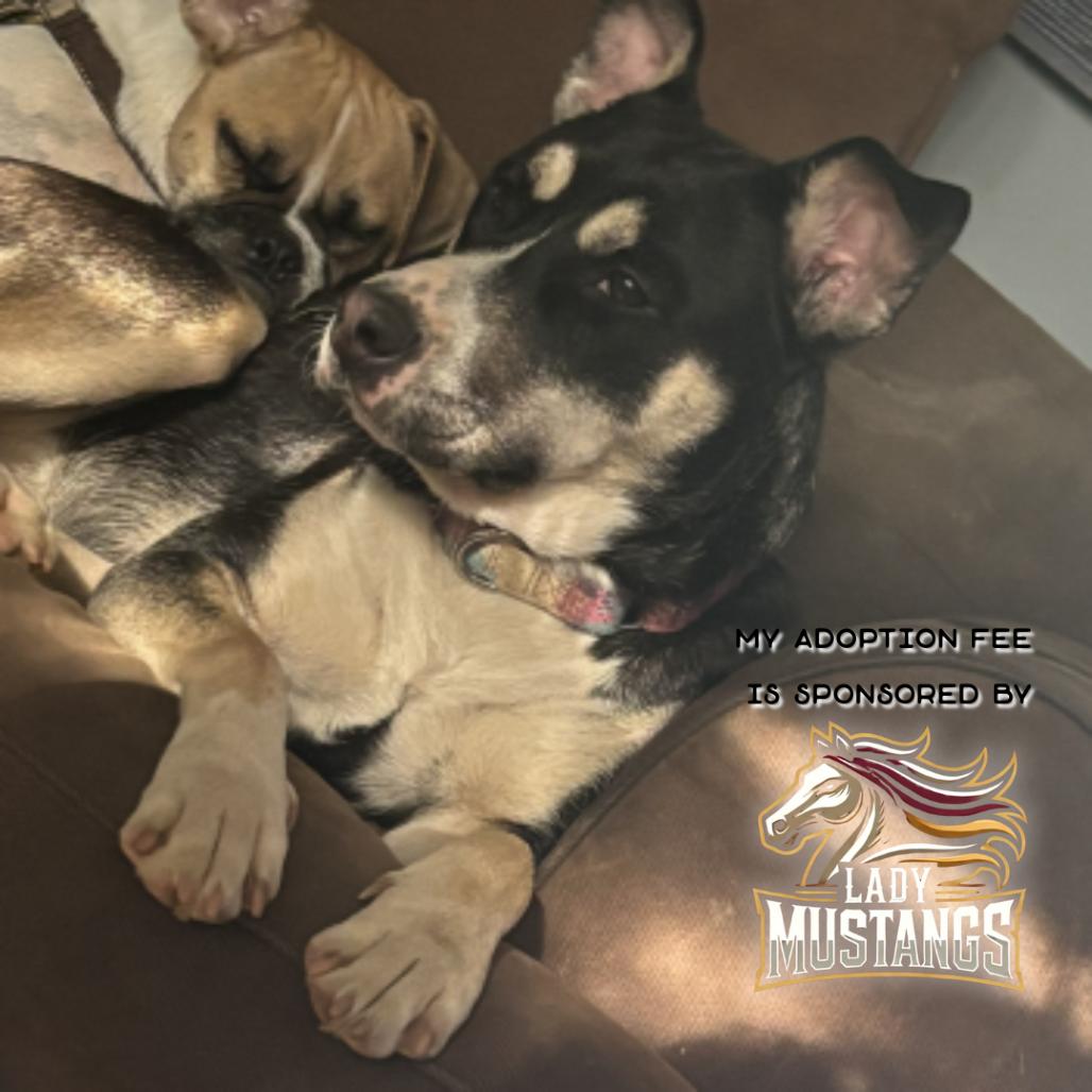 Enlarge Mia-IN FOSTER, a Adoptable mixed breed in Birdsboro, PA image 5/6