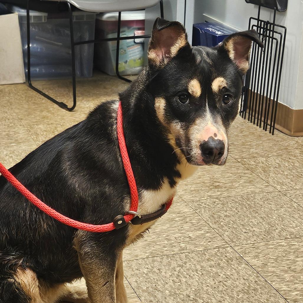 Enlarge Mia-IN FOSTER, a Adoptable mixed breed in Birdsboro, PA image 6/6