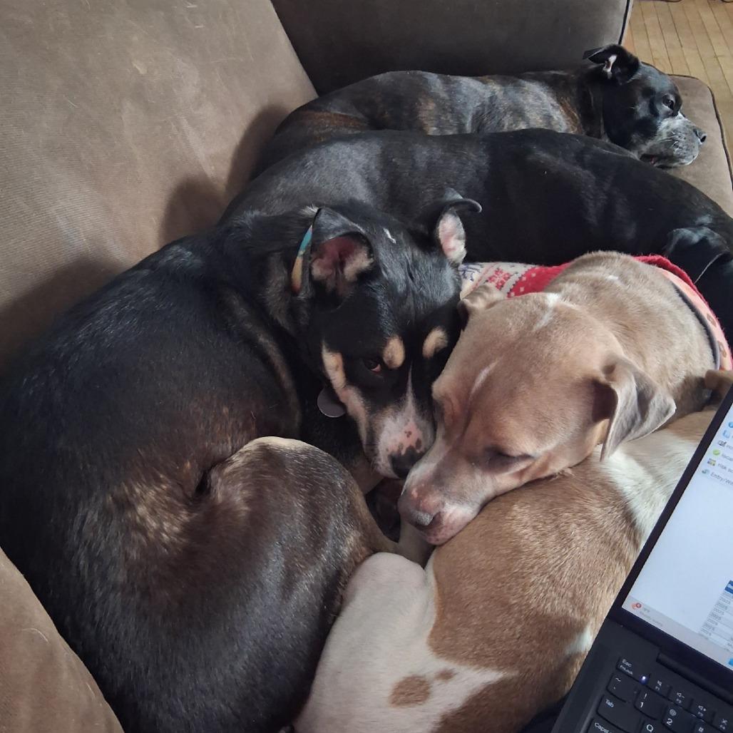 Enlarge Mia - IN FOSTER, a Adoptable mixed breed in Birdsboro, PA image 6/6