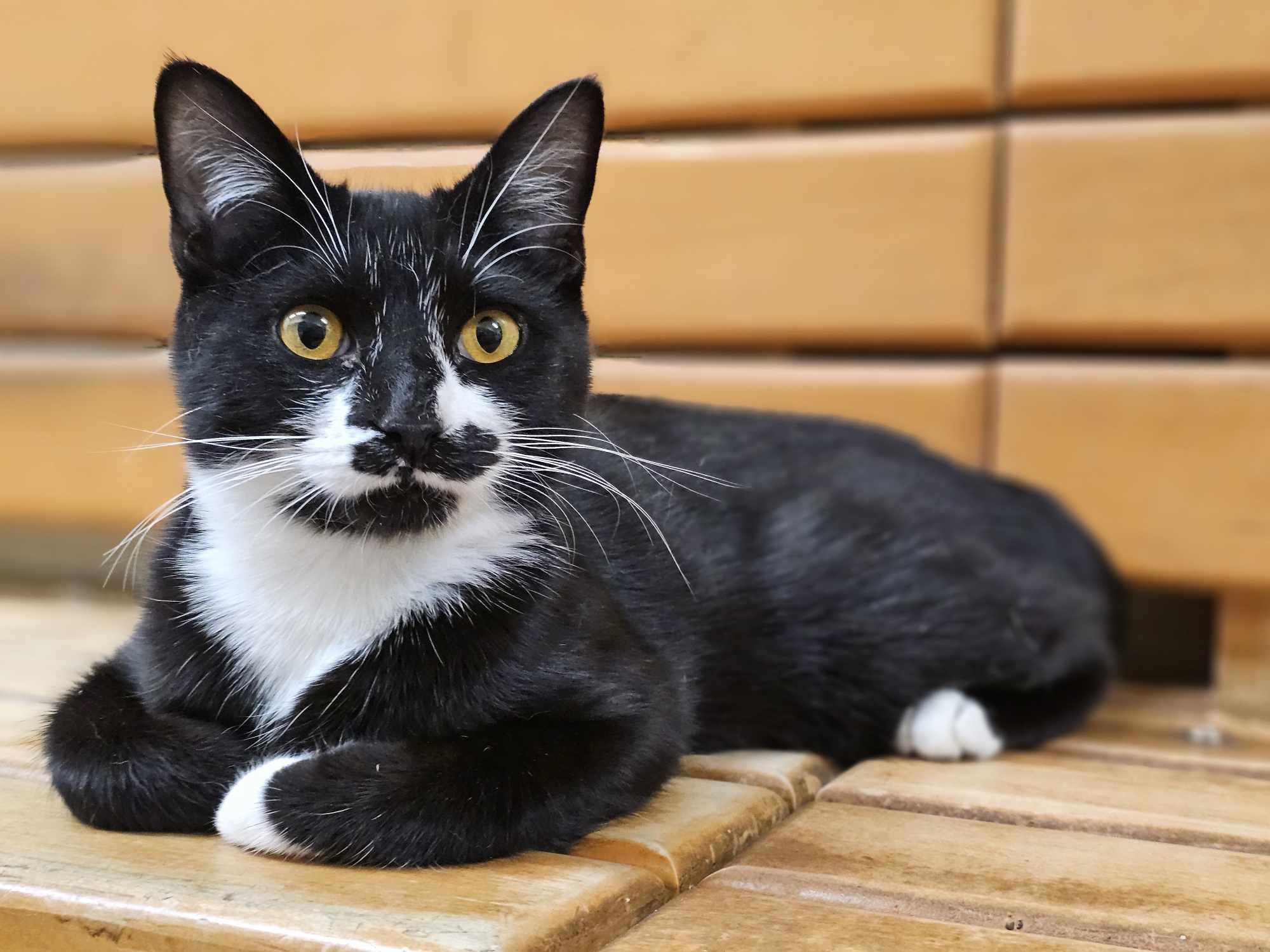 Enlarge ZEPHYR, a Adoptable mixed breed in HEMET, CA image 2/6