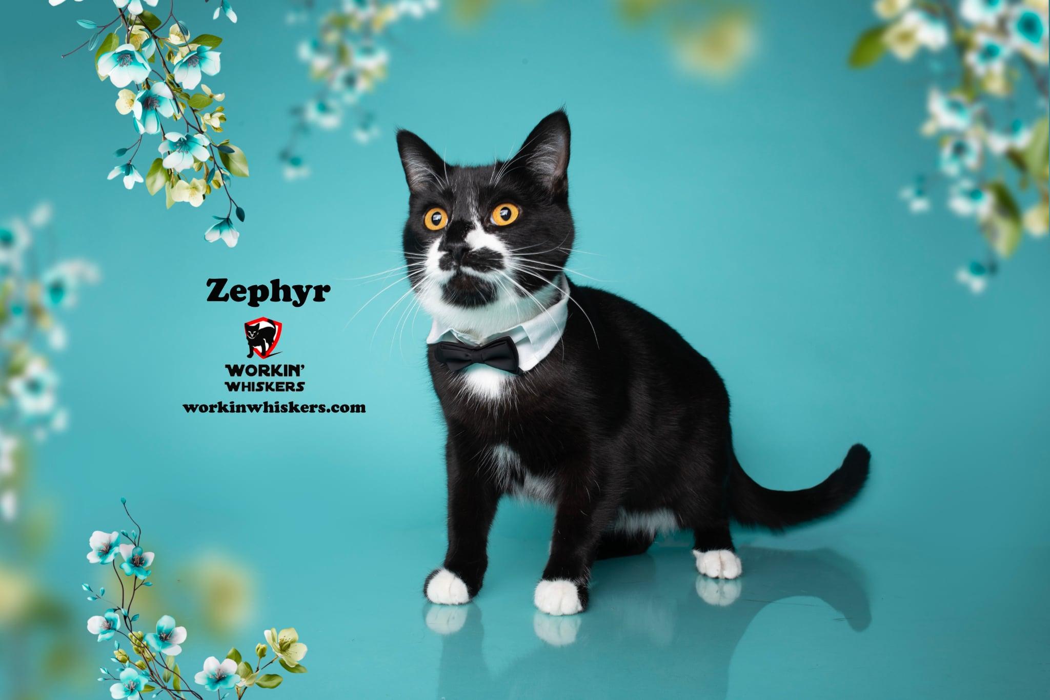 Enlarge ZEPHYR, a Adoptable mixed breed in HEMET, CA image 1/6