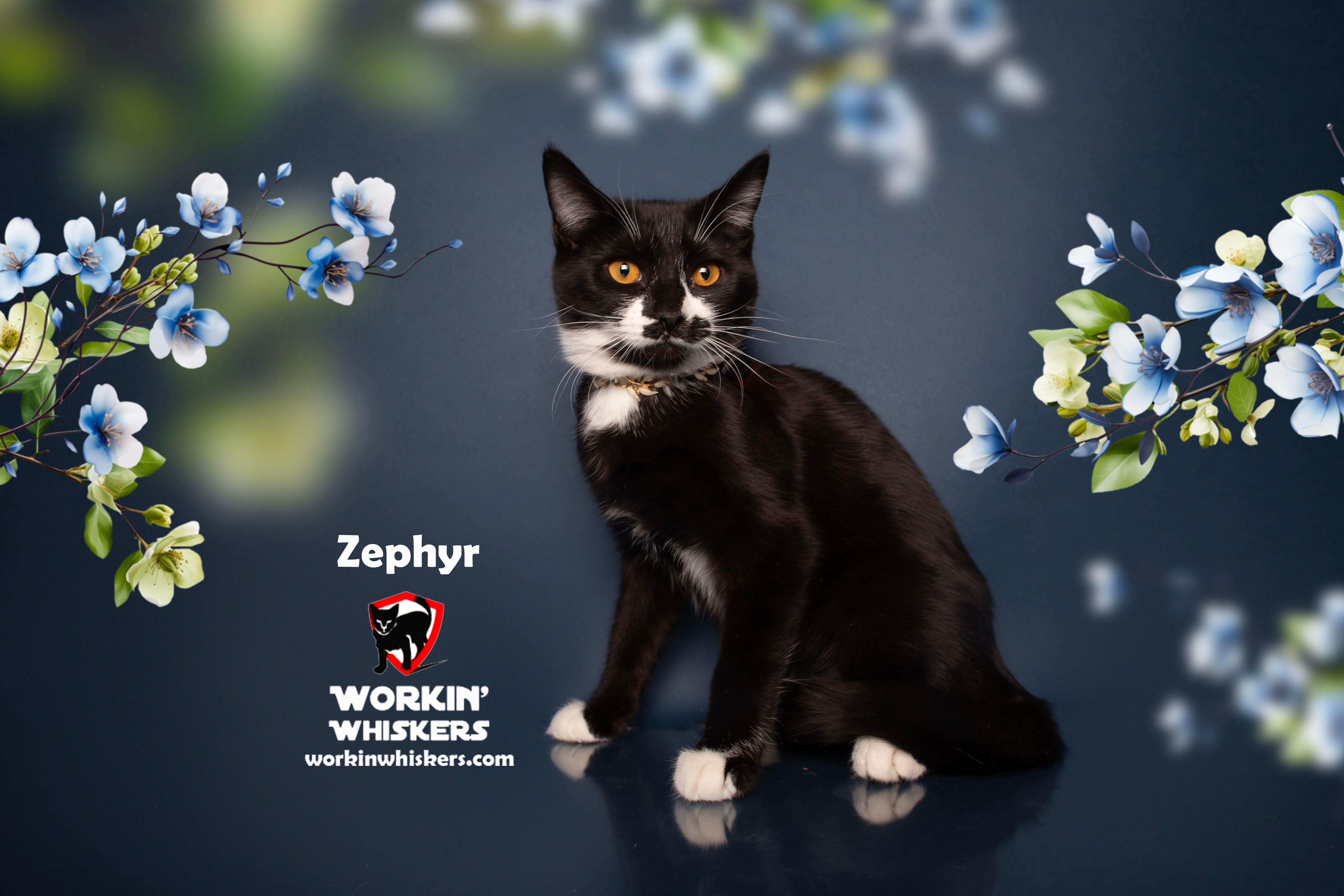 Enlarge ZEPHYR, a Adoptable mixed breed in HEMET, CA image 5/6