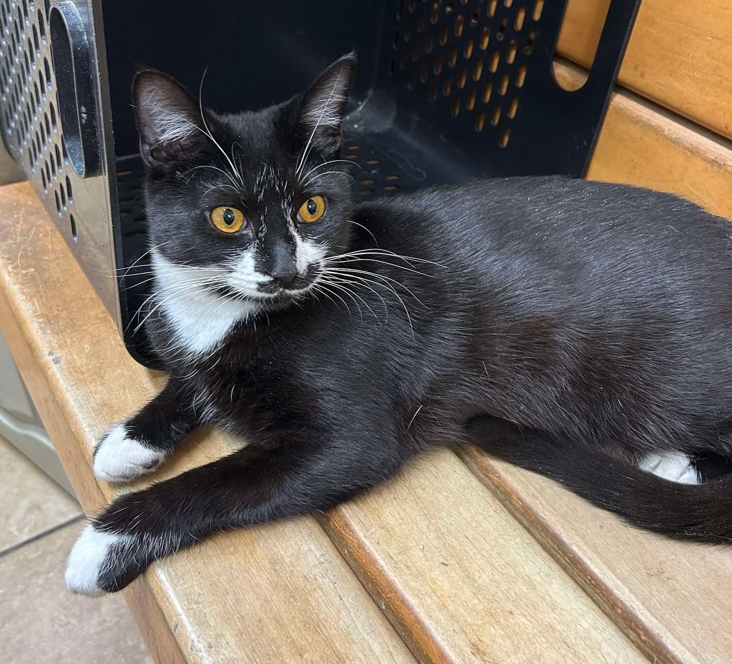 Enlarge ZEPHYR, a Adoptable mixed breed in HEMET, CA image 3/6