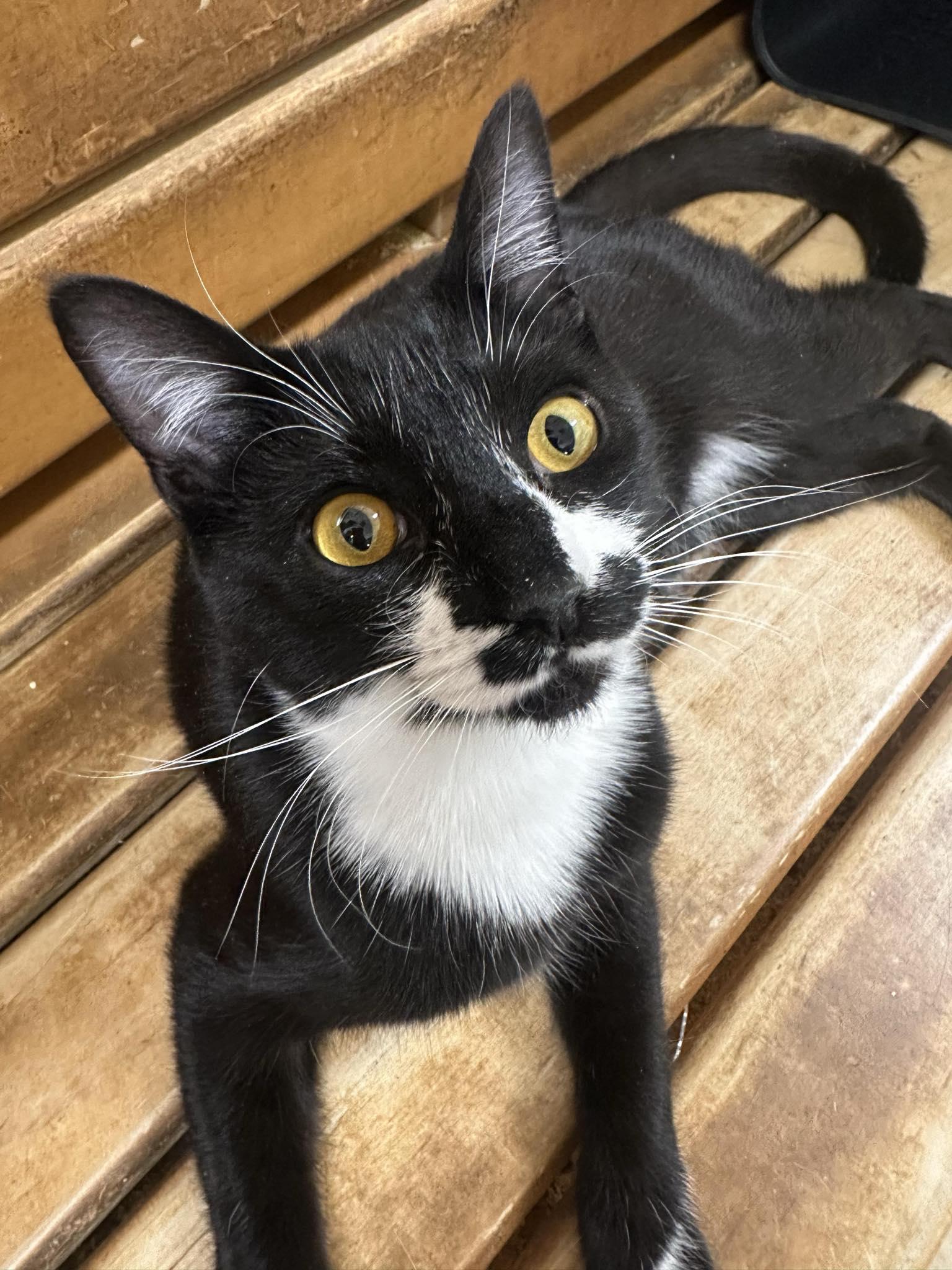 Enlarge ZEPHYR, a Adoptable mixed breed in HEMET, CA image 4/6