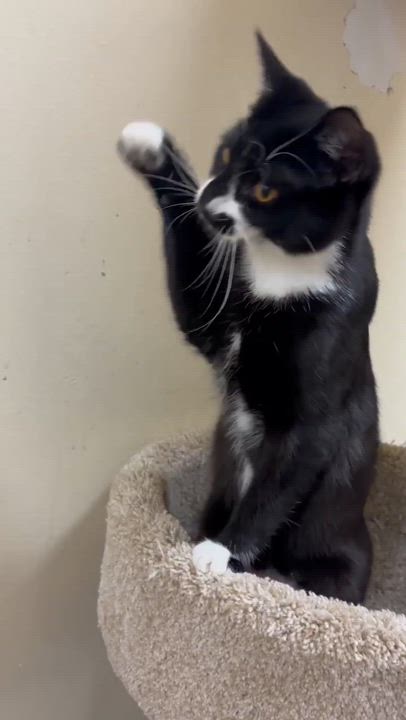 Enlarge ZEPHYR, a Adoptable mixed breed in HEMET, CA video 6/6