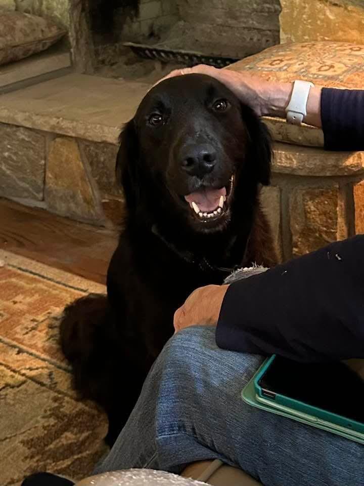 Jack, adopted, Young Male Retriever.