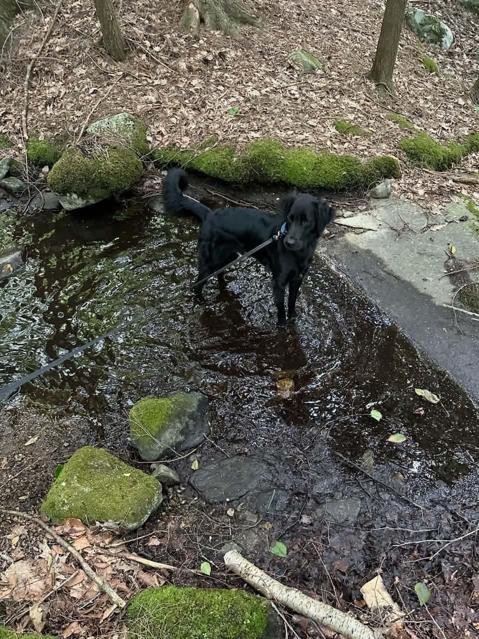 Enlarge Jack, an adopted mixed breed in Argyle, NY image 2/3
