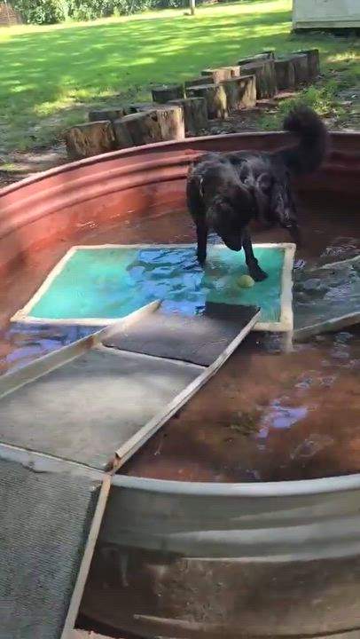 Enlarge Jack, an adopted mixed breed in Argyle, NY video 3/3