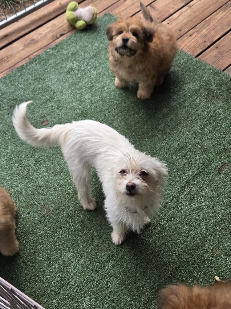 Enlarge Hopper, a Adopted mixed breed in Bend, OR image 2/3