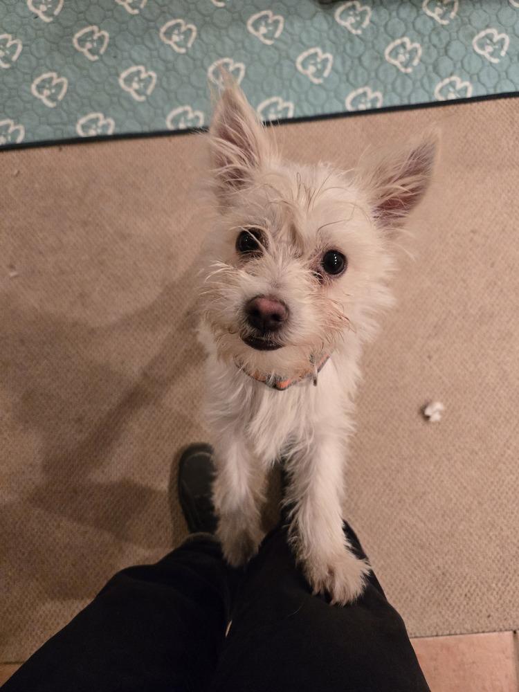 Enlarge Hopper, a Adopted mixed breed in Bend, OR image 3/3