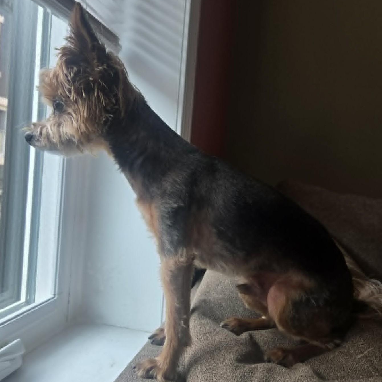 Shemar, a ADOPTABLE Yorkshire Terrier in Cherry Hill, NJ image 5/6