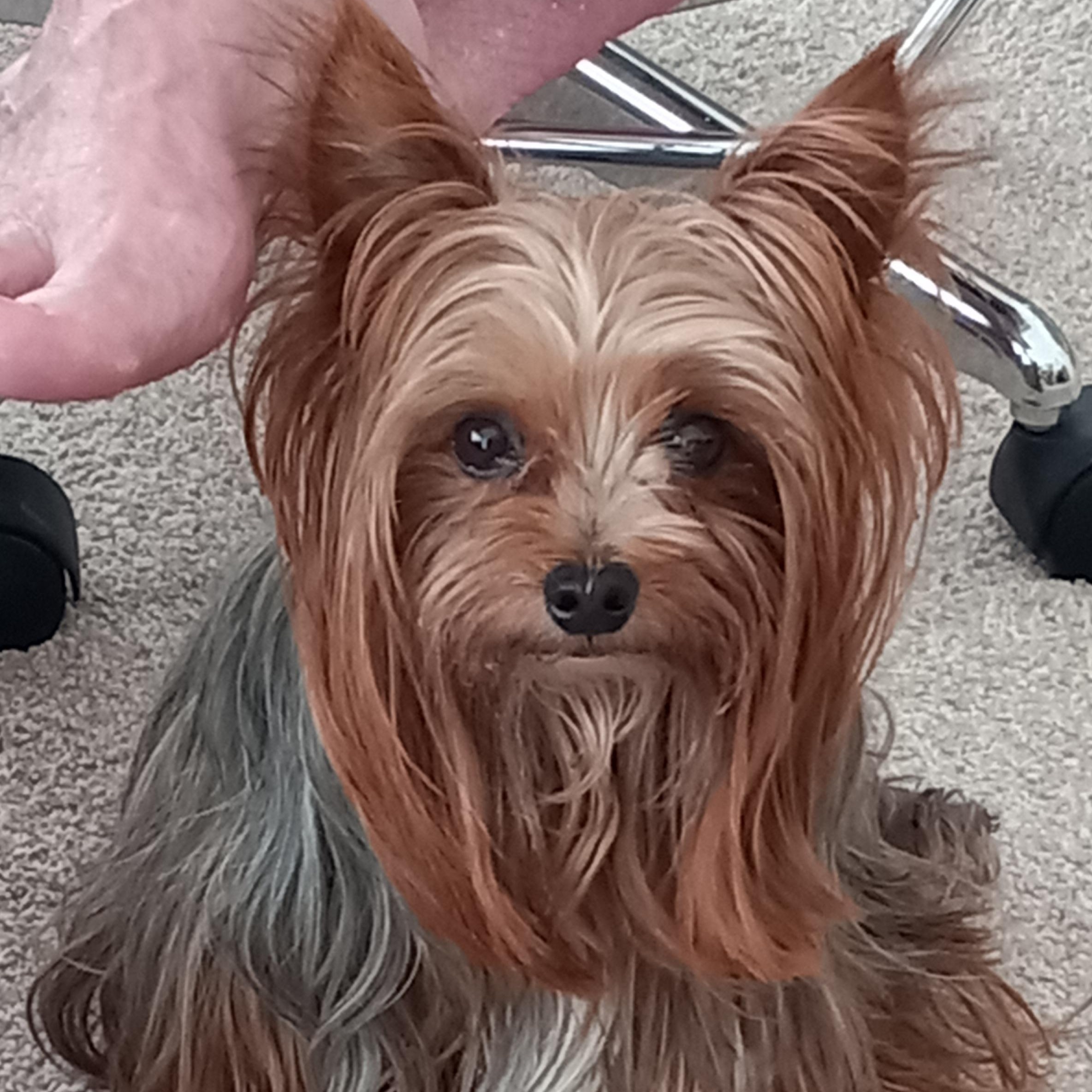 Shemar, a ADOPTABLE Yorkshire Terrier in Cherry Hill, NJ image 2/6