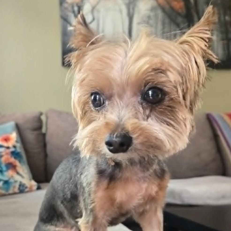 Shemar, ADOPTABLE, Adult Male Yorkshire Terrier.