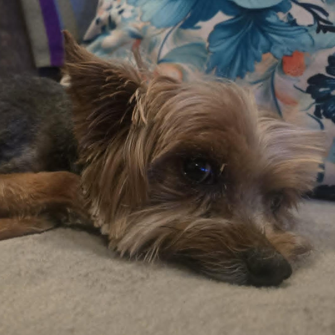 Shemar, a ADOPTABLE Yorkshire Terrier in Cherry Hill, NJ image 3/6