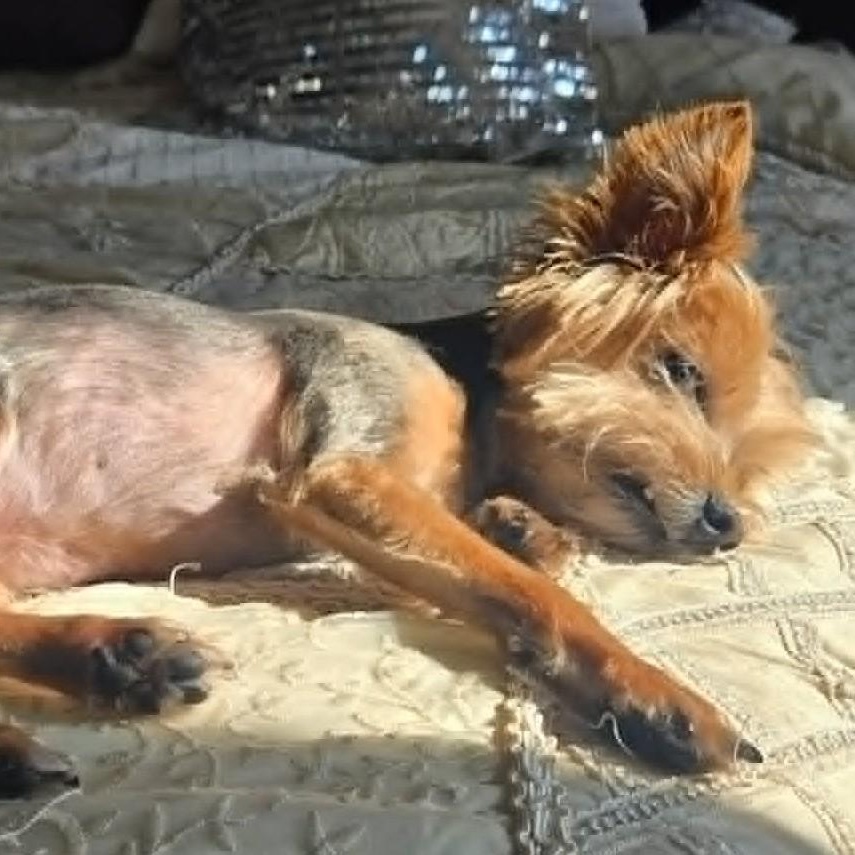 Shemar, a ADOPTABLE Yorkshire Terrier in Cherry Hill, NJ image 4/6