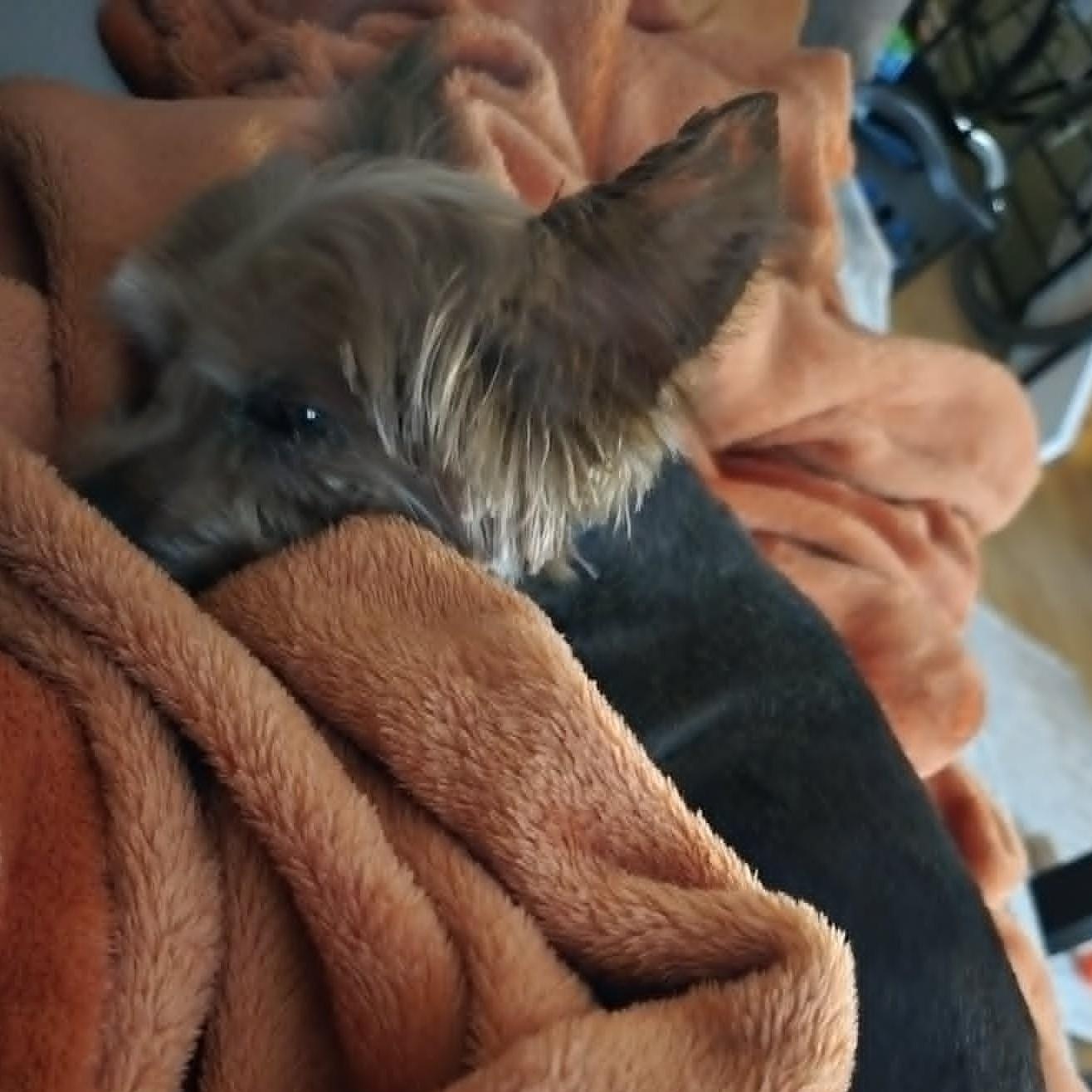 Shemar, a ADOPTABLE Yorkshire Terrier in Cherry Hill, NJ image 6/6