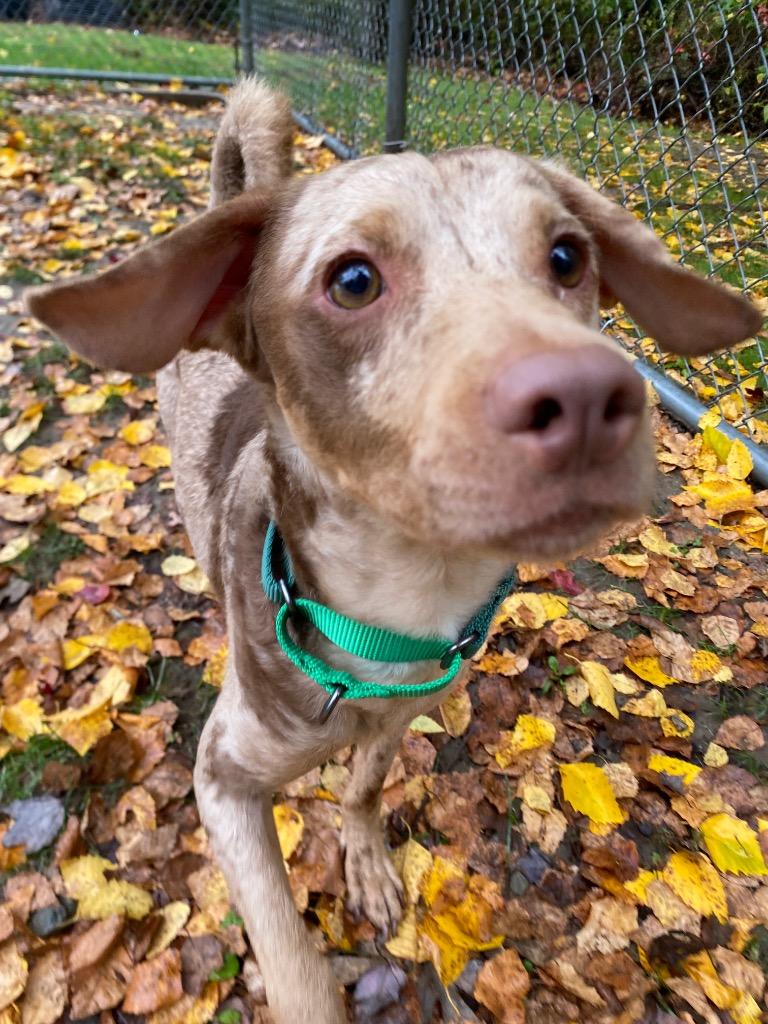 Pip photo