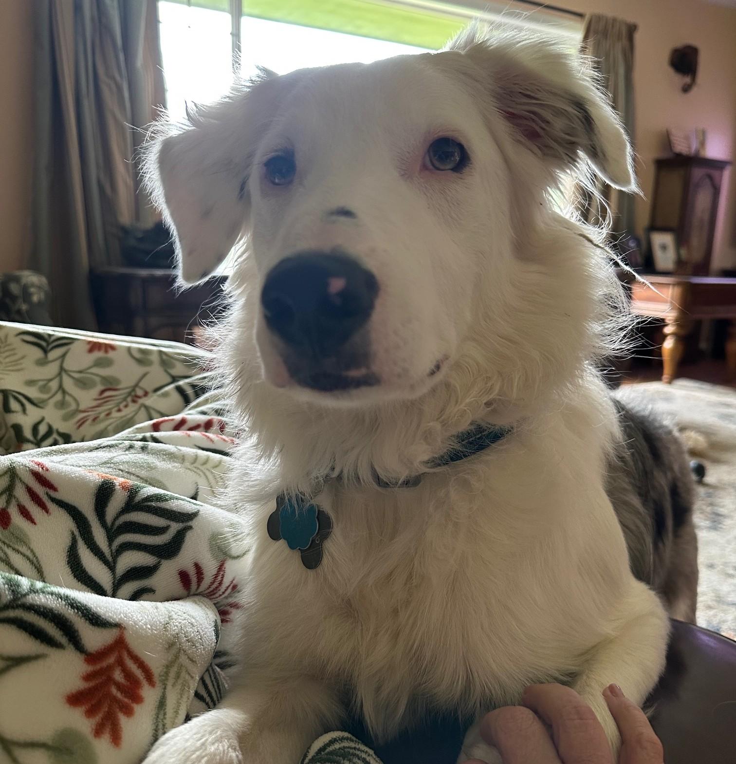 Shep, an adoptable Border Collie in Salem, OR image 1/5