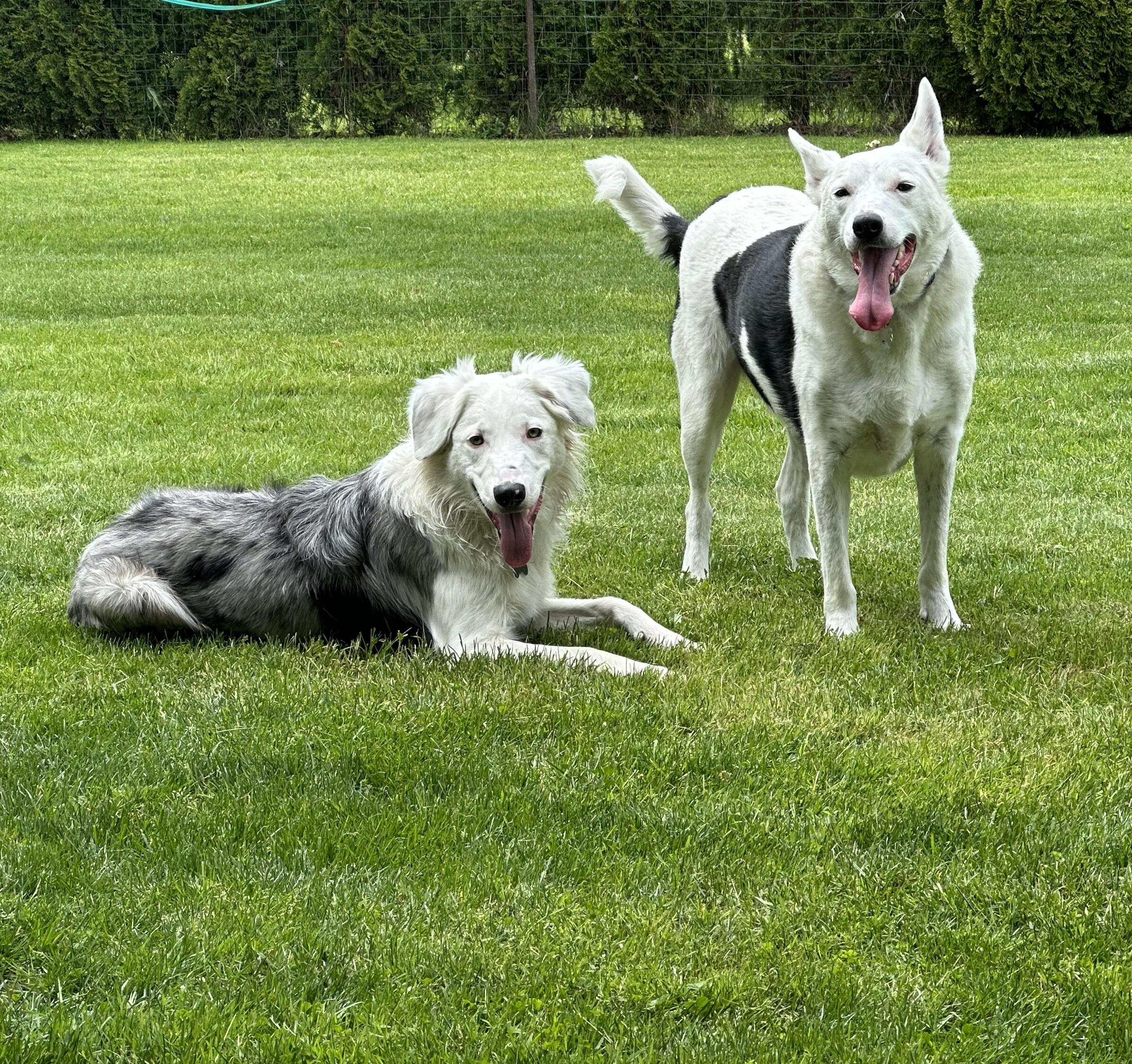 Shep, an adoptable Border Collie in Salem, OR image 5/5