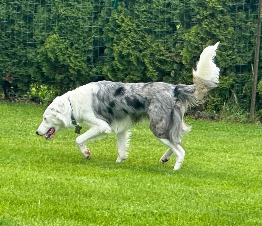 Shep, an adoptable Border Collie in Salem, OR image 3/5