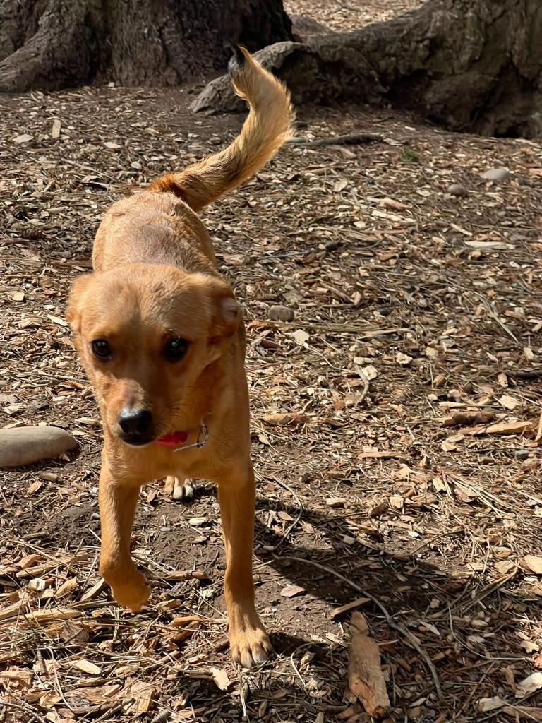 Enlarge Penny, a Adoptable mixed breed in Thompson Falls, MT image 1/3