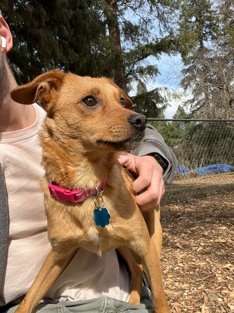 Enlarge Penny, a Adoptable mixed breed in Thompson Falls, MT image 2/3