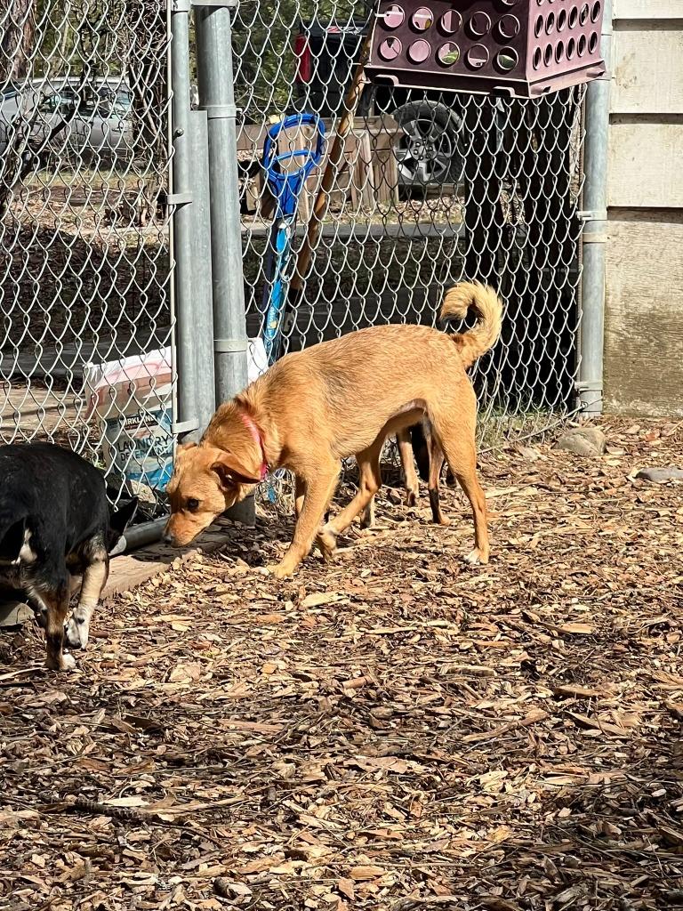 Enlarge Penny, a Adoptable mixed breed in Thompson Falls, MT image 3/3