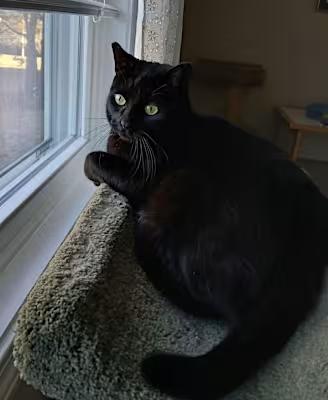 Mandy, Adult Female Domestic Short Hair