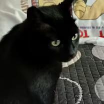 Mandy, a Adoptable Domestic Short Hair in Worcester, MA image 4/6