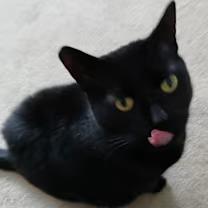 Mandy, Adoptable, Senior Female Domestic Short Hair.
