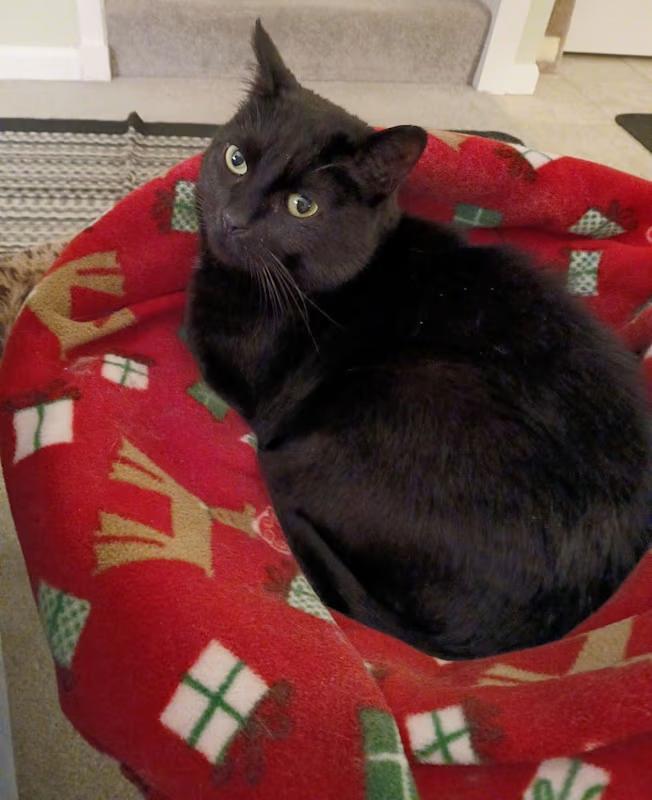 Mandy, a Adoptable Domestic Short Hair in Worcester, MA image 1/6