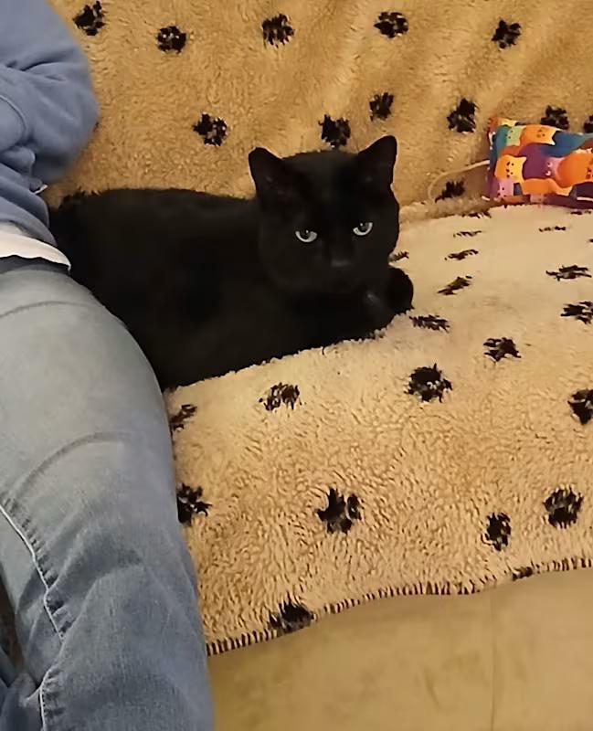 Mandy, a Adoptable Domestic Short Hair in Worcester, MA image 3/6