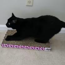 Mandy, a Adoptable Domestic Short Hair in Worcester, MA image 6/6