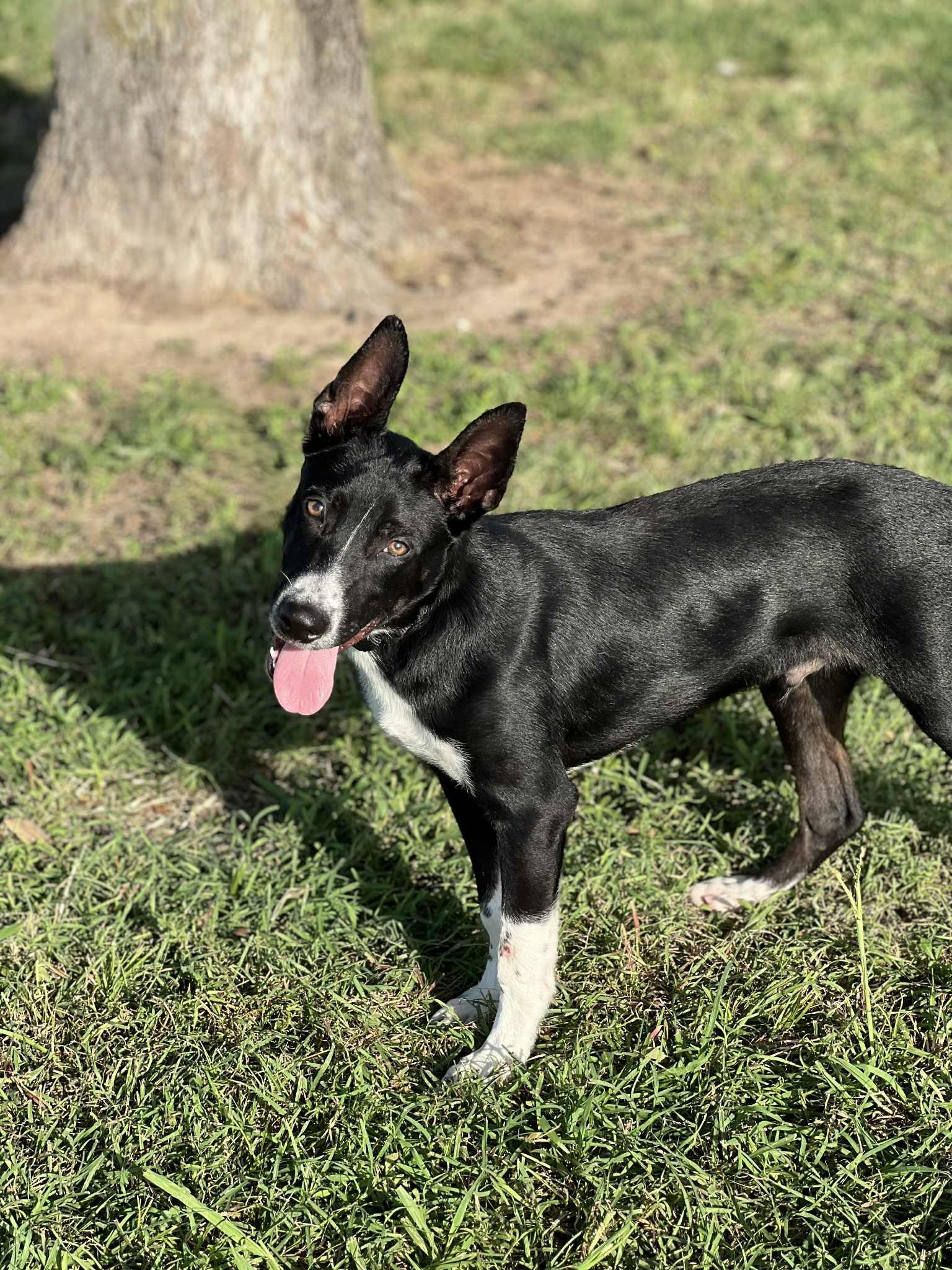 Jigsaw, Adoptable, Young Male Australian Kelpie.