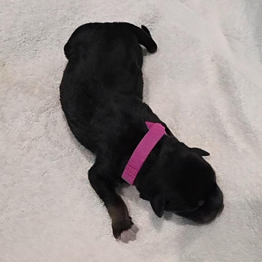 Puppy 6, Adoptable, Puppy Female Australian Kelpie.