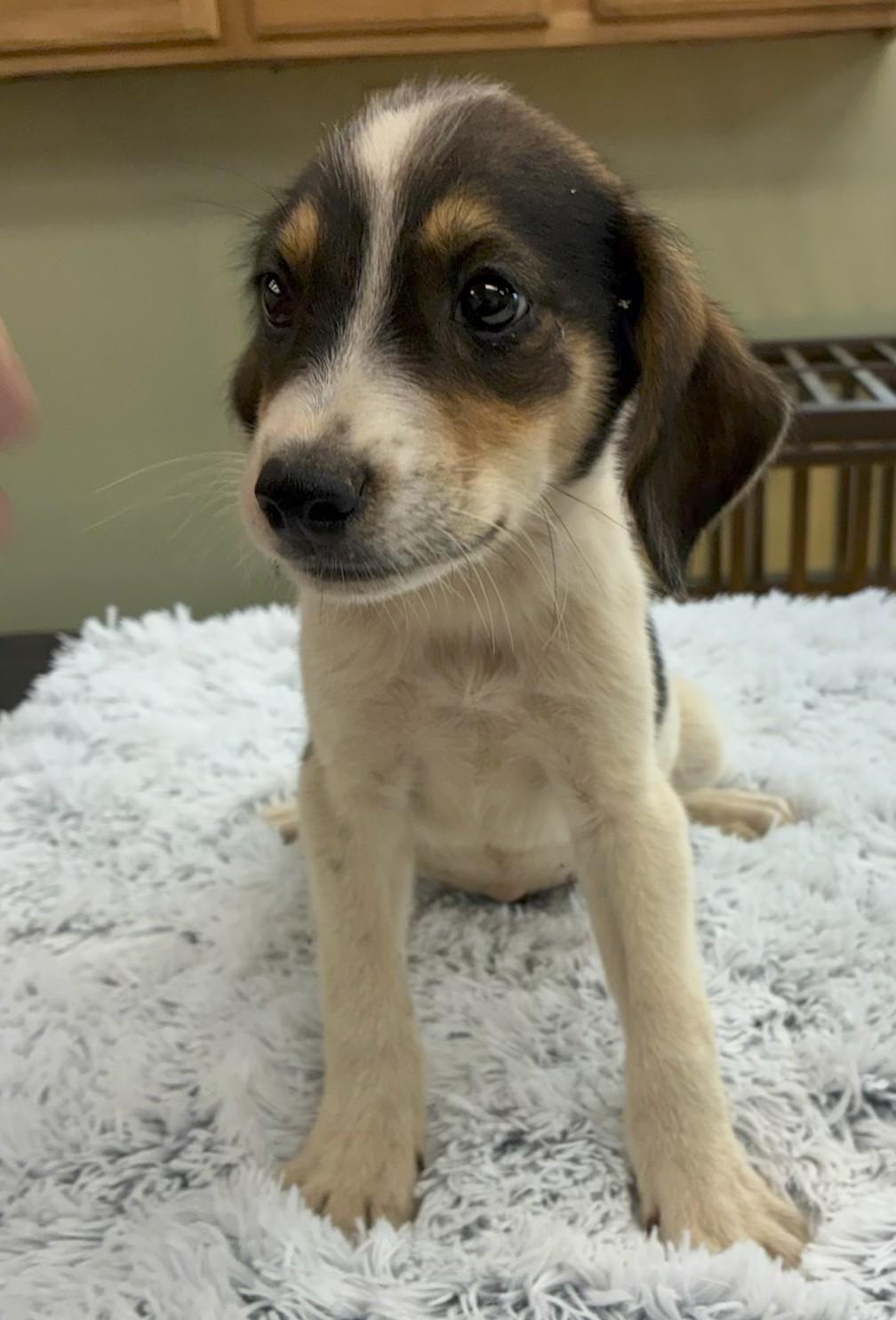 Grout, adopted, Puppy Male Hound.